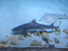 Фото Калифорнийская кунья акула