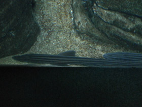 Фото Полосатая кошачья акула
