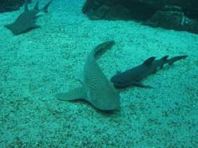Фото Зебровая акула