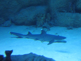 Фото Белоперая рифовая акула