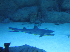 Фото Белоперая рифовая акула