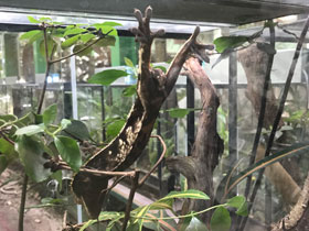 Фото Ресничный геккон-бананоед