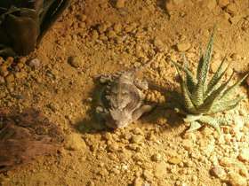 Фото Гигантская жабовидная ящерица