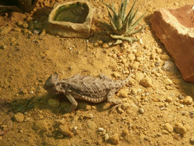 Фото Гигантская жабовидная ящерица
