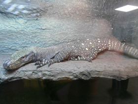 Фото Крокодиловый варан