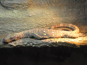 Фото Крокодиловый варан