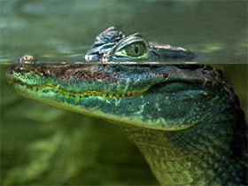 Фото Крокодиловый кайман