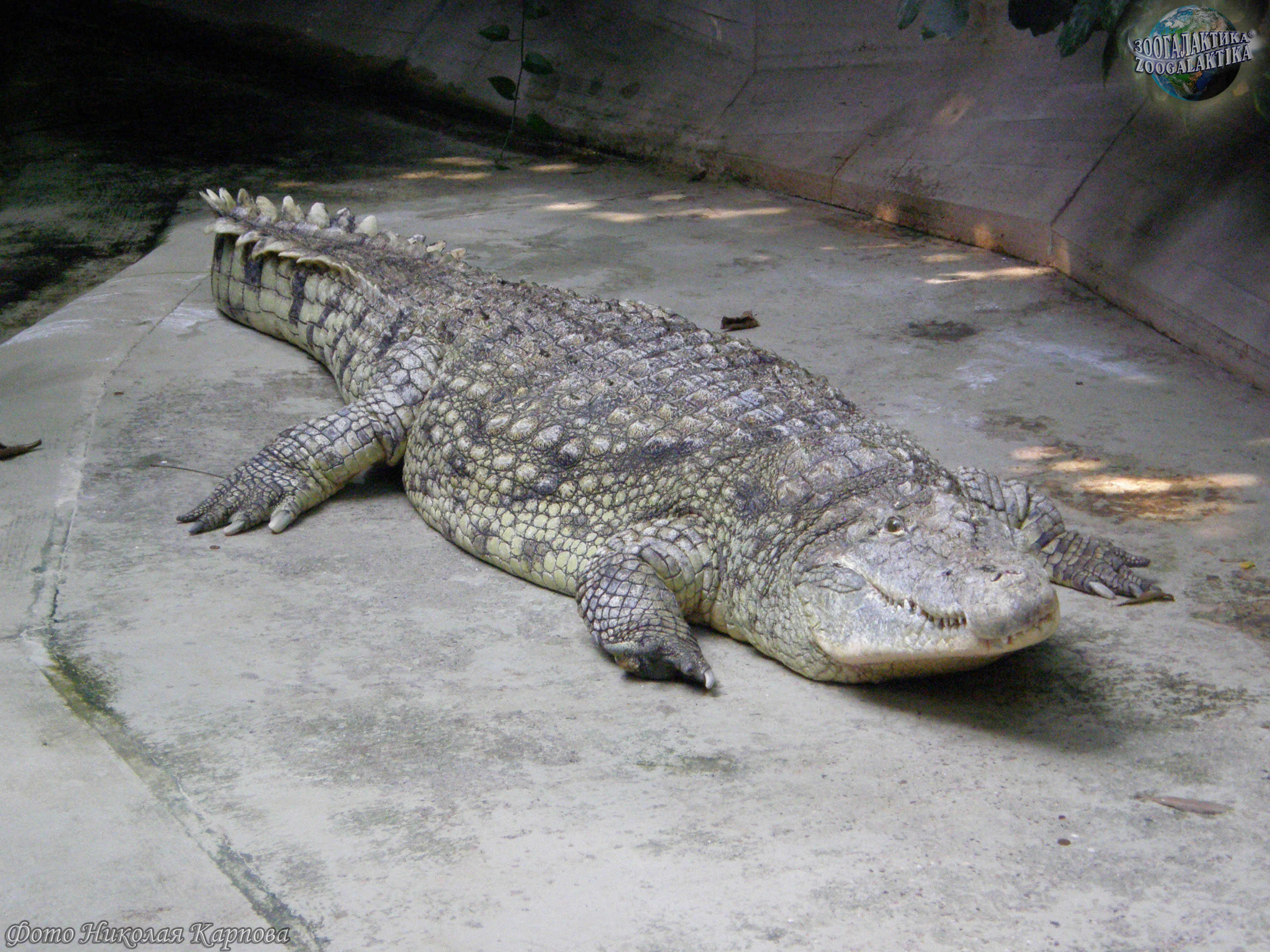 Нильский крокодил - Настоящие крокодилы | Некоммерческий  учебно-познавательный интернет-портал Зоогалактика