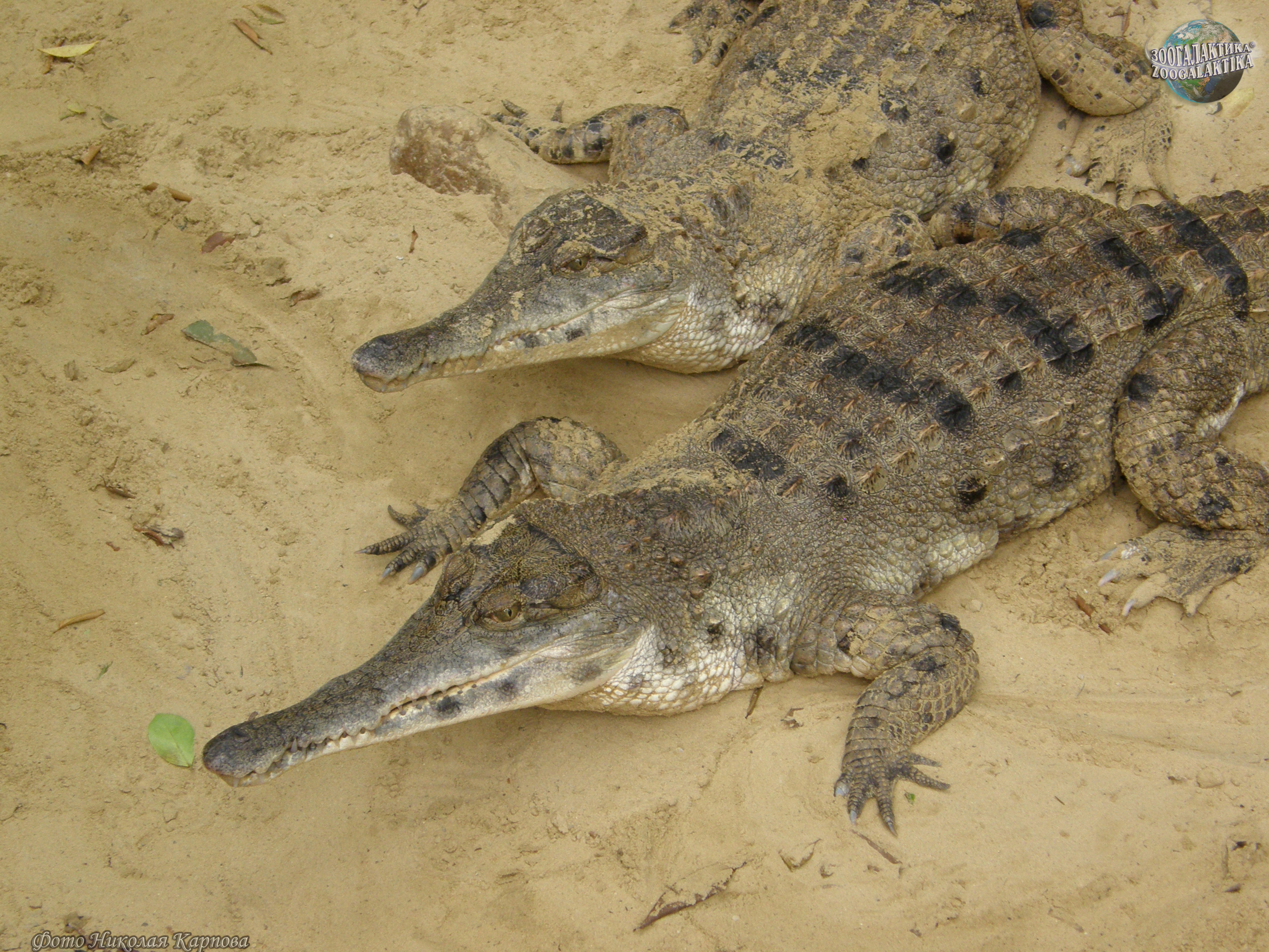 Узкорылый крокодил - Настоящие крокодилы | Некоммерческий  учебно-познавательный интернет-портал Зоогалактика