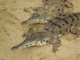 Узкорылый крокодил