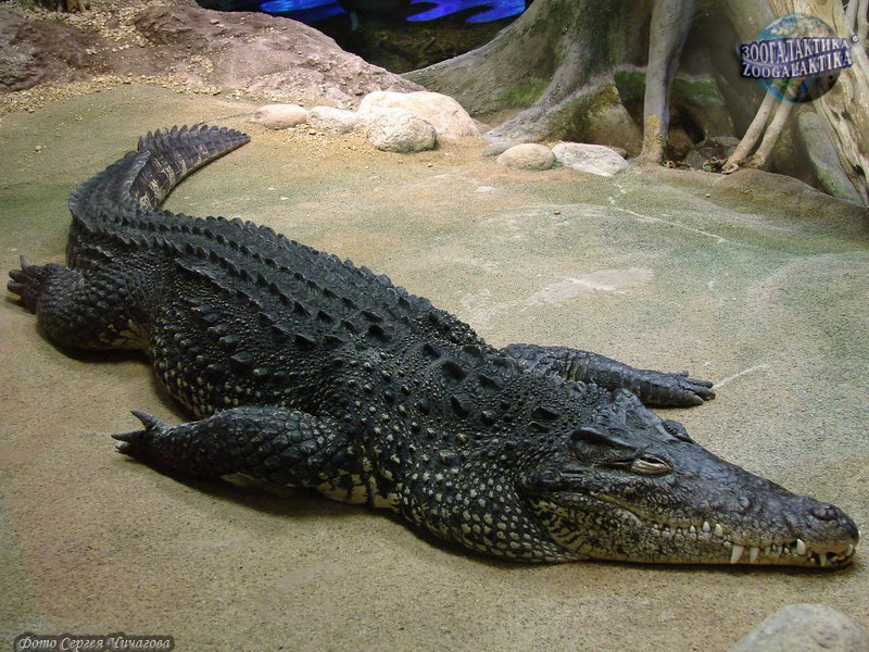 Крокодилы - Пресмыкающиеся (рептилии) | Некоммерческий  учебно-познавательный интернет-портал Зоогалактика