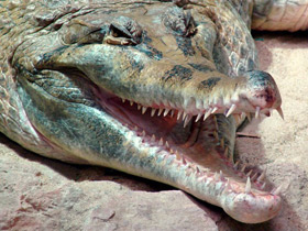 Гавиаловый крокодил