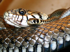 Фото Легенда о змеином гипнозе