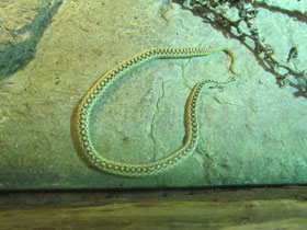 Фото Сосновая змея