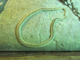 Фото Сосновая змея