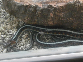 Фото Подвязочная змея
