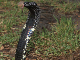Ошейниковая кобра