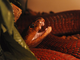 Фото Красная плюющаяся кобра