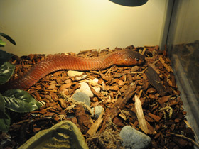 Фото Красная плюющаяся кобра