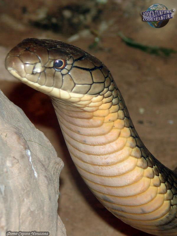 Королевская кобра - Аспидовые | Некоммерческий учебно-познавательный  интернет-портал Зоогалактика