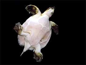 Фото Двухкоготная свинорылая черепаха