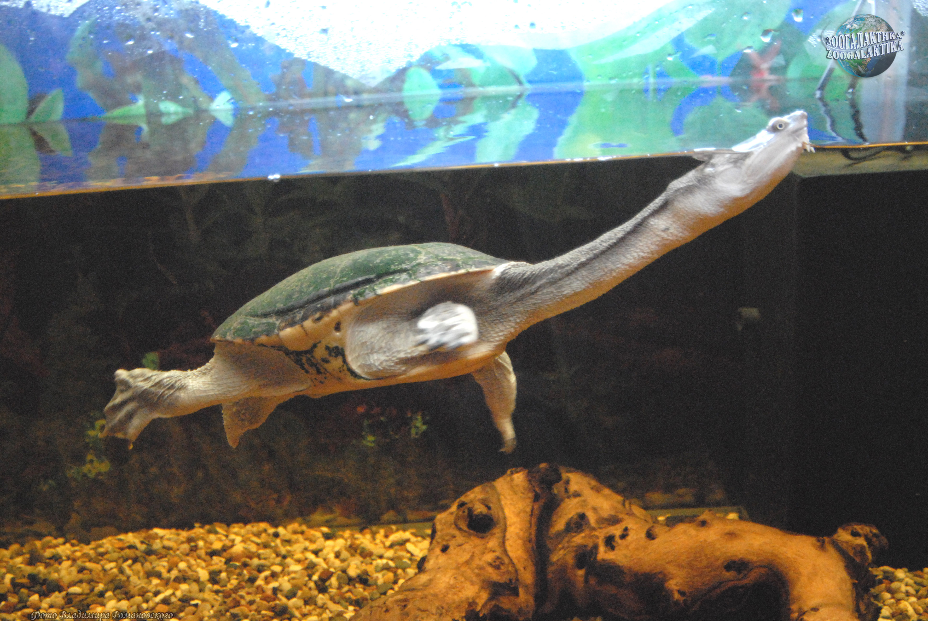 Гигантская змеиношейная черепаха (Chelodina expansa): особенности и образ жизни