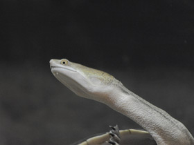 Фото Восточная астралийская змеиношейная черепаха