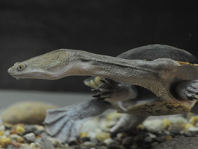 Фото Восточная астралийская змеиношейная черепаха