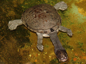 Змеиношейная черепаха Зибенрока