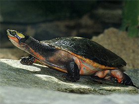 Фото Австралийская короткошейная черепаха