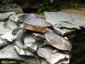 Фото Австралийская короткошейная черепаха