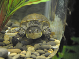 Фото Головастая иловая черепаха