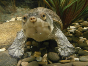 Фото Головастая иловая черепаха