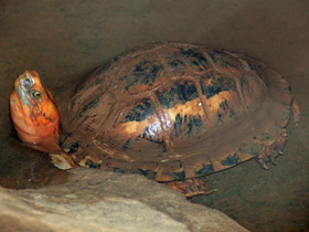 Индокитайская шарнирная черепаха