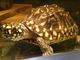 Фото Чёрная пятнистая прудовая черепаха