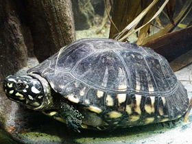 Чёрная пятнистая прудовая черепаха
