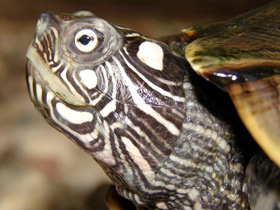 Фото Уошипская горбатая черепаха