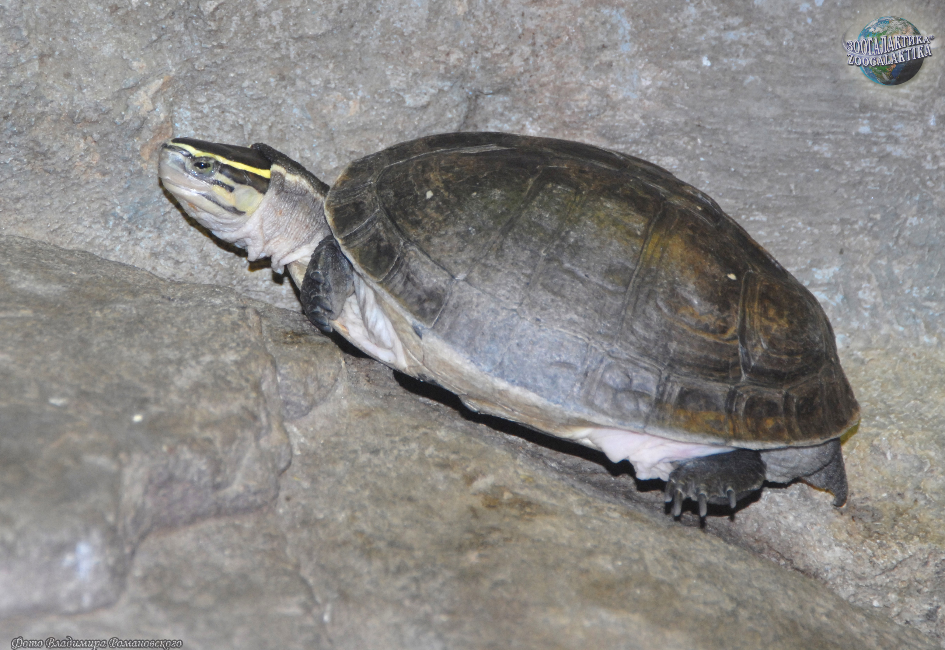 Особенности желто-пятнистой щитоногой черепахи