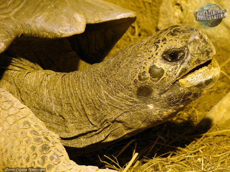 7 удивительных фактов о черепахах: что вы не знали о этих загадочных существах