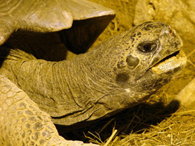 Фото 10 интересных фактов о черепахах