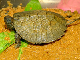 Фото Малайская зубчатая черепаха
