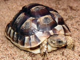 Тунисская черепаха