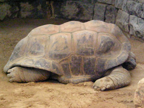 Фото Сейшельская черепаха