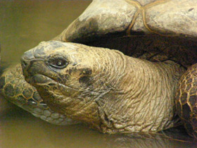 Фото Сейшельская черепаха